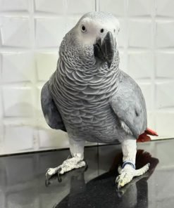 African grey parrot for sale