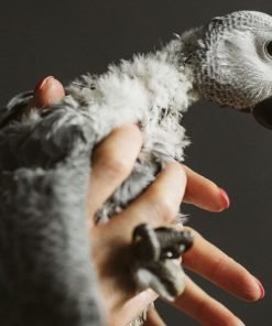 Timneh African Grey for Sale