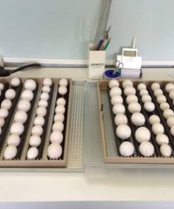 African Grey Parrot Eggs for Sale