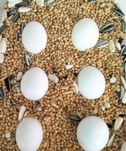 Amazon parrot eggs