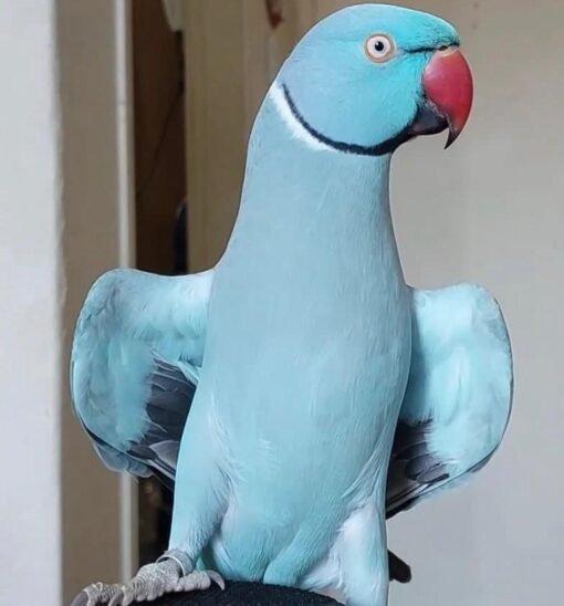 Blue Indian Ringneck Parrot for Sale