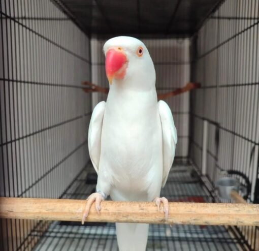 White Indian Ring Neck for Sale