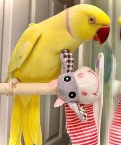 Yellow Indian Ringneck Parrot for Sale