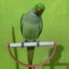 Green Ringneck Parrot for Sale