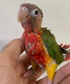 YELLOW HEADED AMAZON CHICK