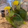 A PAIR OF YELLOW HEAD AMAZON