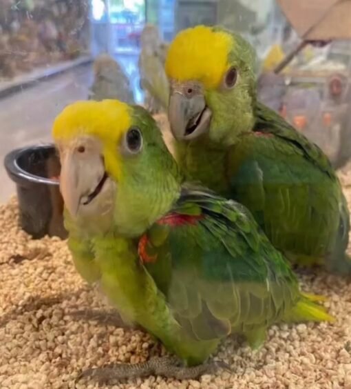 A PAIR OF YELLOW HEAD AMAZON